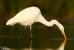 Volavka bílá (Casmerodius albus)