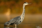 Volavka popelavá (Ardea cinerea)