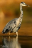Volavka popelavá (Ardea cinerea)