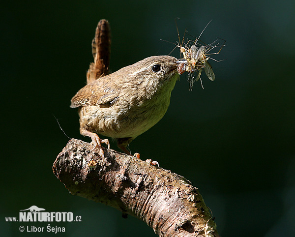 Oriešok hnedý (Troglodytes troglodytes)