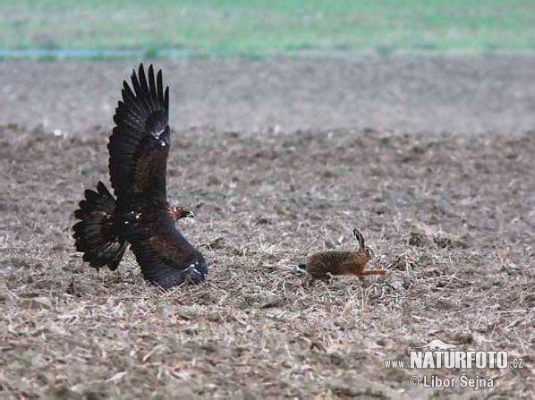 Orol skalný (Aquila chrysaetos)