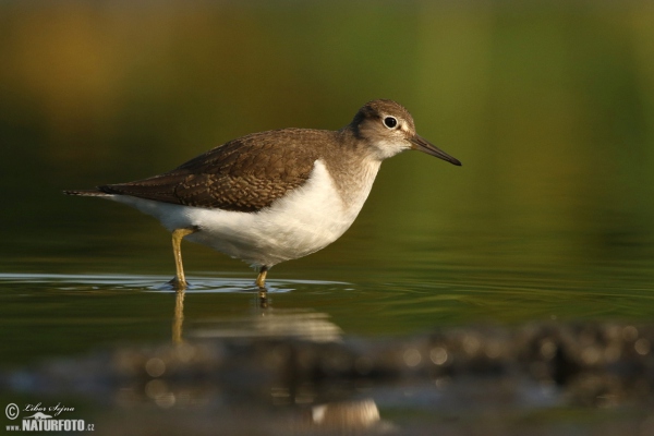 Pisík obecný (Actitis hypoleucos)