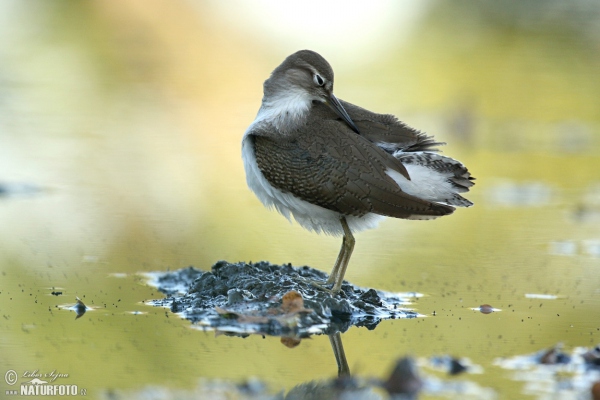 Pisík obecný (Actitis hypoleucos)