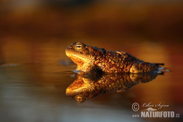 Ropucha bradavičnatá (Bufo bufo)