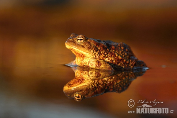 Ropucha bradavičnatá (Bufo bufo)