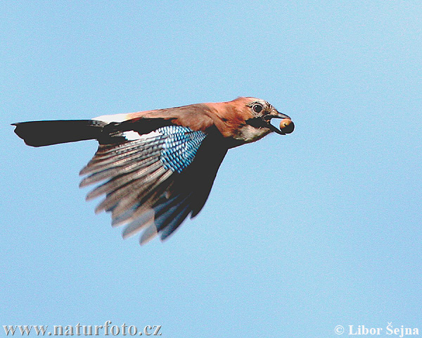 Sojka obyčajná (Garrulus glandarius)