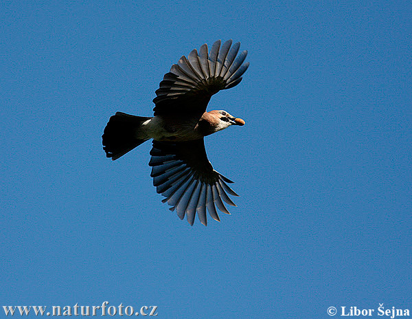 Sojka obyčajná (Garrulus glandarius)