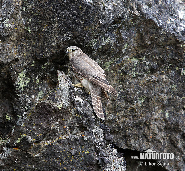 Sokol kobec (Falco columbarius)