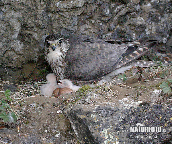 Sokol kobec (Falco columbarius)