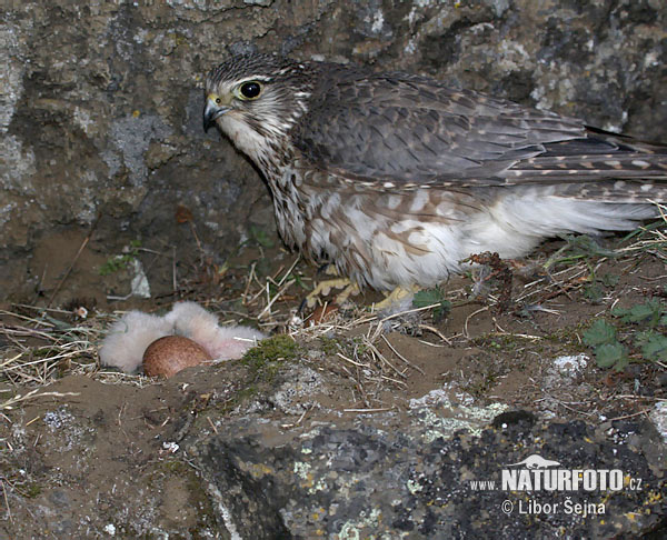 Sokol kobec (Falco columbarius)