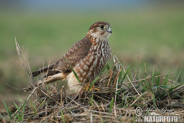 Sokol kobec (Falco columbarius)