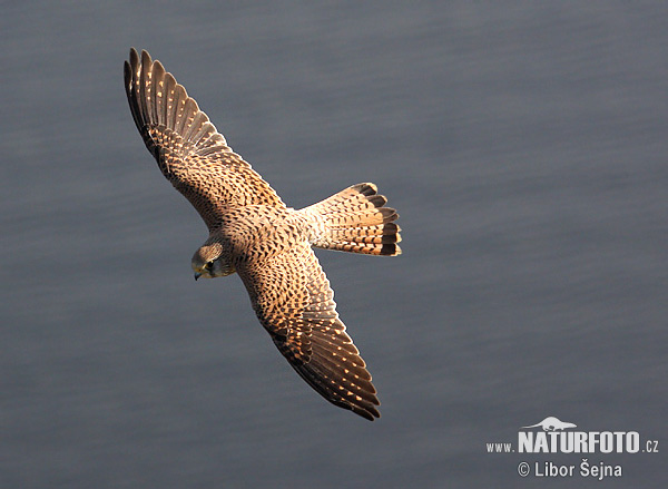 Sokol myšiar (Falco tinnunculus)