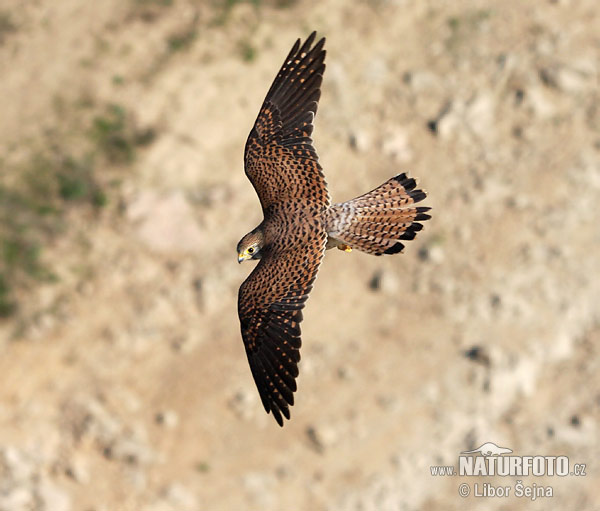 Sokol myšiar (Falco tinnunculus)