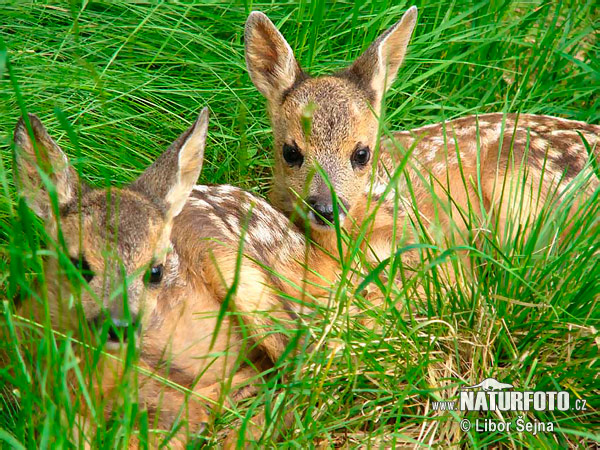 Srnec lesný (Capreolus capreolus)