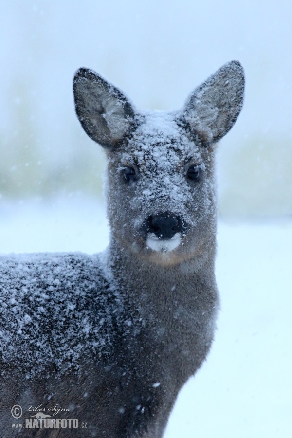 Srnec lesný (Capreolus capreolus)