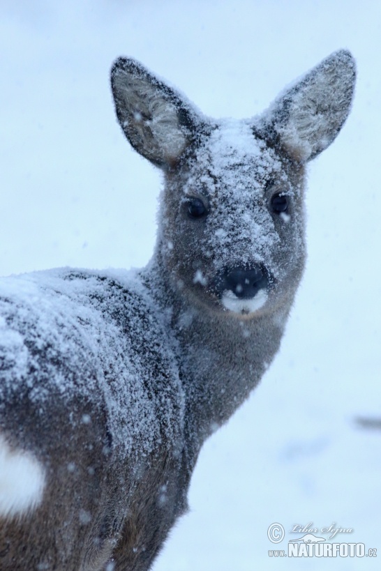 Srnec lesný (Capreolus capreolus)