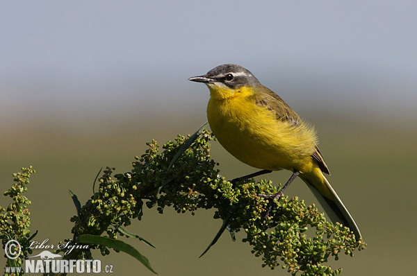 trasochvost žltý (Motacilla flava)