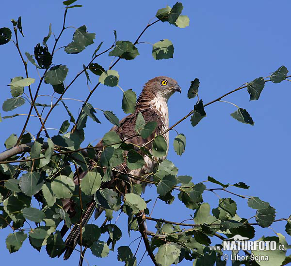 Včelár lesný (Pernis apivorus)