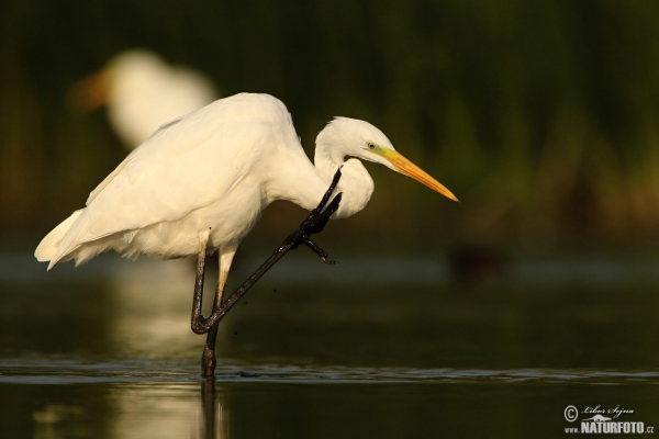 Volavka biela (Casmerodius albus)