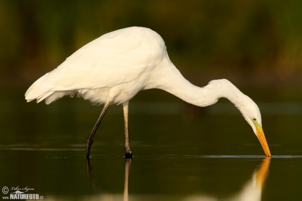 Volavka biela (Casmerodius albus)