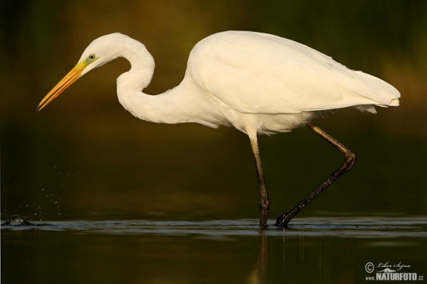 Volavka biela (Casmerodius albus)