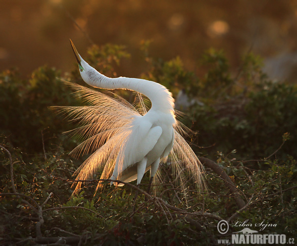 Volavka biela (Casmerodius albus)