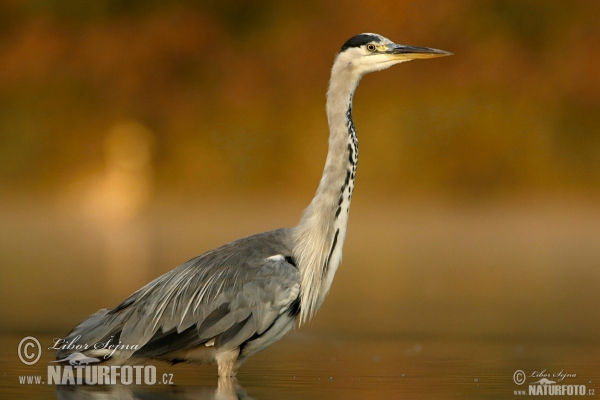 Volavka popelavá (Ardea cinerea)