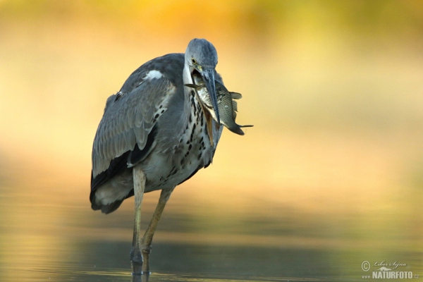 Volavka popelavá (Ardea cinerea)