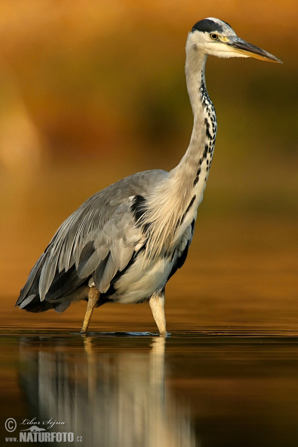 Volavka popolavá (Ardea cinerea)