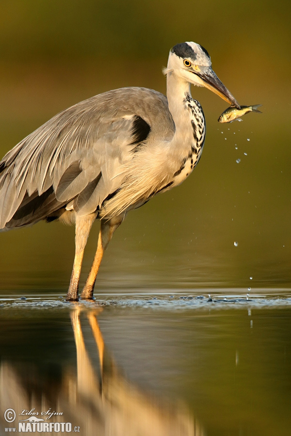 Volavka popolavá (Ardea cinerea)