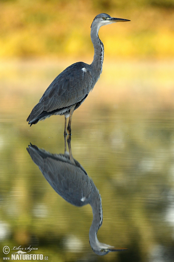 Volavka popolavá (Ardea cinerea)