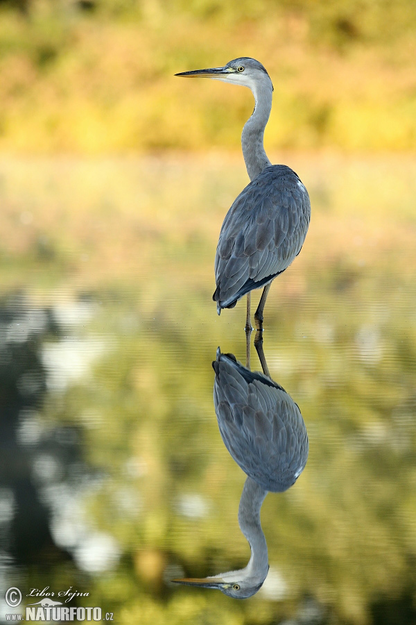 Volavka popolavá (Ardea cinerea)