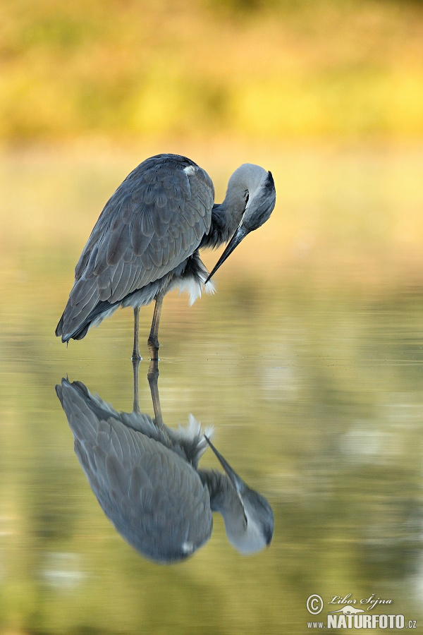 Volavka popolavá (Ardea cinerea)