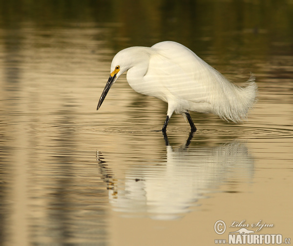 Volavka žltoprstá (Egretta thula)