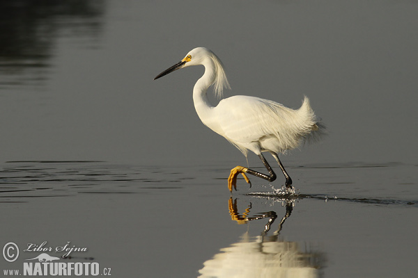 Volavka žltoprstá (Egretta thula)