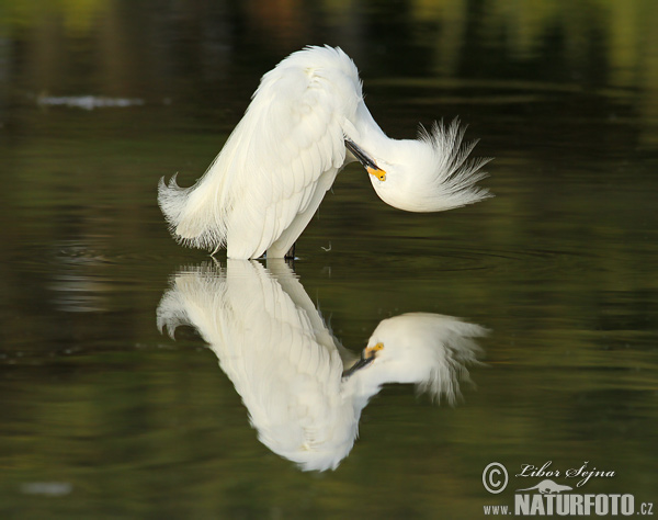 Volavka žltoprstá (Egretta thula)