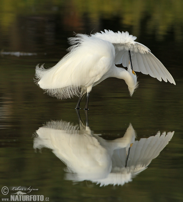 Volavka žltoprstá (Egretta thula)