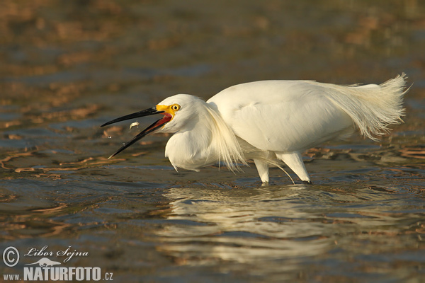 Volavka žltoprstá (Egretta thula)