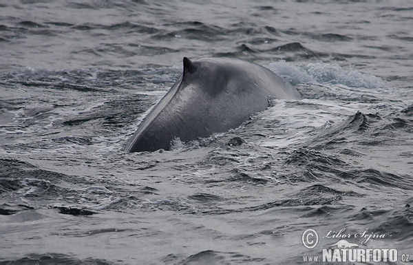 Vráskavec obrovský (Balaenoptera musculus)