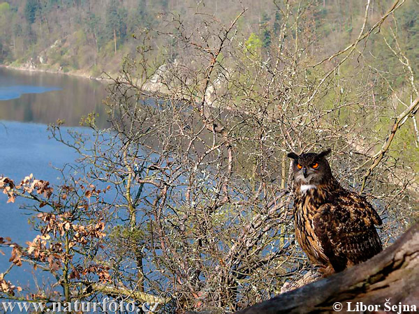 Výr skalný (Bubo bubo)