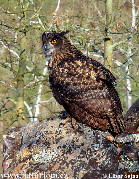 Výr skalný (Bubo bubo)