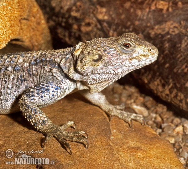 Agama hardun (Laudakia stellio)