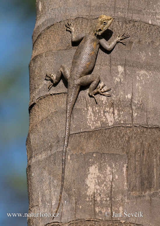 Agama osadná (Agama agama)