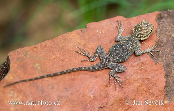 Agama osadná (Agama agama)