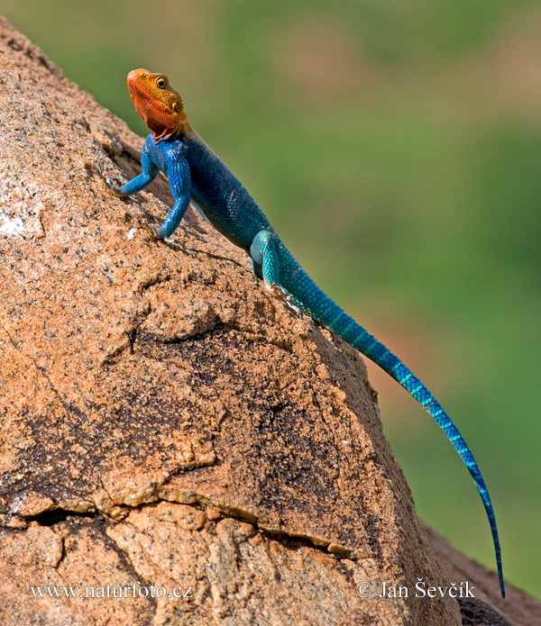 Agama osadná (Agama lionotus)