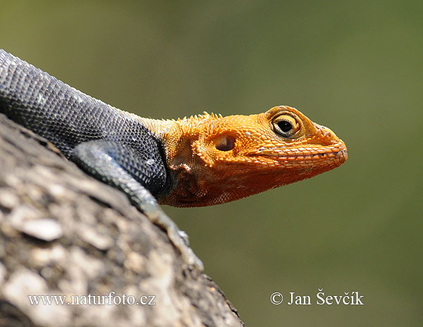 Agama osadná (Agama lionotus)