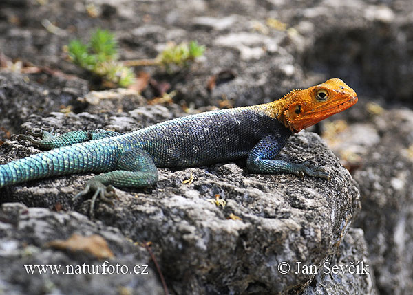 Agama osadná (Agama lionotus)