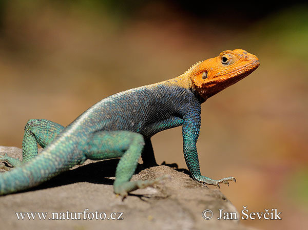 Agama osadná (Agama lionotus)