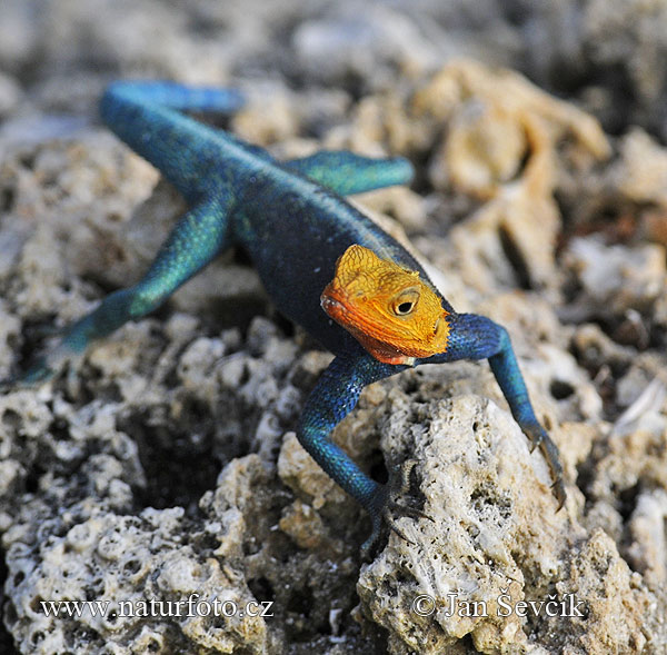 Agama osadná (Agama lionotus)