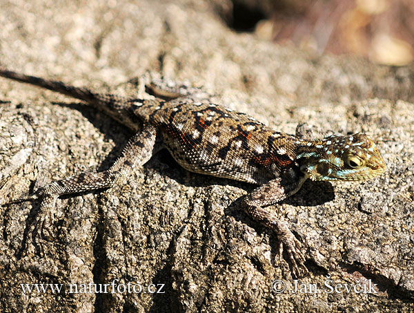 Agama osadná (Agama lionotus)